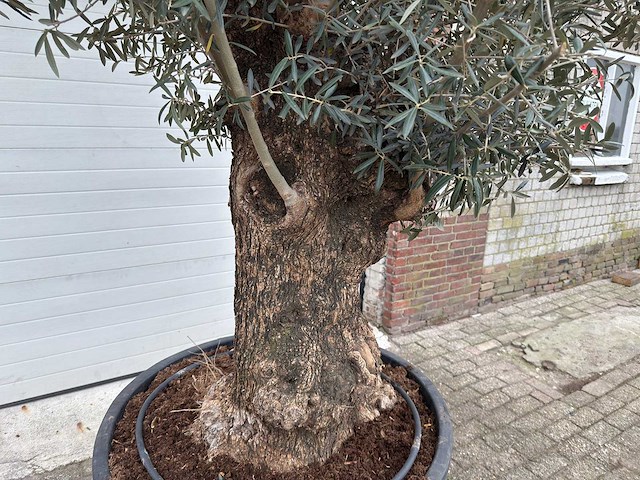 Olijfboom bonsai - olea europaea - 200 jaar oud - hoogte ca. 300 cm - afbeelding 3 van  5