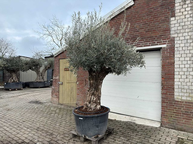 Olijfboom bonsai - olea europaea - 200 jaar oud - hoogte ca. 300 cm - afbeelding 1 van  3