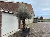 Olijfboom bonsai - olea europaea - 200 jaar oud - hoogte ca. 300 cm - afbeelding 2 van  3