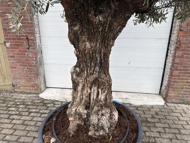 Olijfboom bonsai - olea europaea - 200 jaar oud - hoogte ca. 300 cm - afbeelding 3 van  3