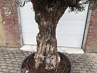 Olijfboom bonsai - olea europaea - 200 jaar oud - hoogte ca. 300 cm - afbeelding 3 van  3