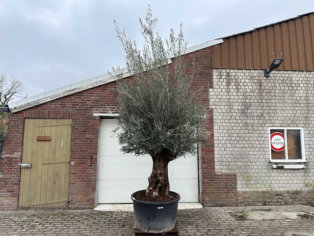 Olijfboom bonsai - olea europaea - 200 jaar oud - hoogte ca. 300 cm. - afbeelding 1 van  6