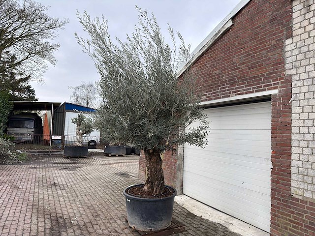 Olijfboom bonsai - olea europaea - 200 jaar oud - hoogte ca. 300 cm. - afbeelding 2 van  6