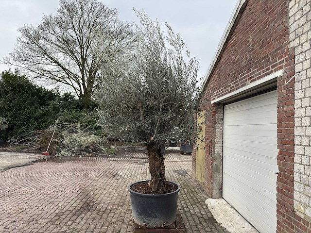 Olijfboom bonsai - olea europaea - 200 jaar oud - hoogte ca. 300 cm. - afbeelding 3 van  6