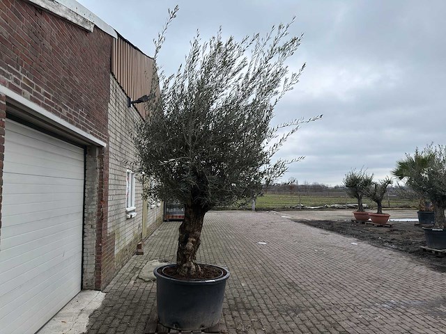 Olijfboom bonsai - olea europaea - 200 jaar oud - hoogte ca. 300 cm. - afbeelding 4 van  6