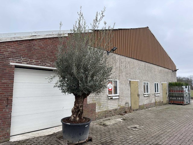 Olijfboom bonsai - olea europaea - 200 jaar oud - hoogte ca. 300 cm. - afbeelding 5 van  6