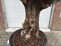 Olijfboom bonsai - olea europaea - 200 jaar oud - hoogte ca. 300 cm. - afbeelding 6 van  6