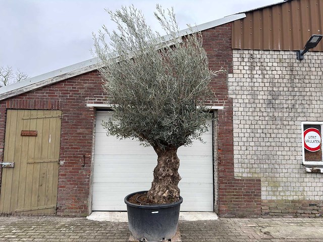 Olijfboom bonsai - olea europaea - 200 jaar oud - hoogte ca. 330 cm - afbeelding 1 van  8