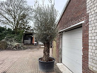 Olijfboom bonsai - olea europaea - 200 jaar oud - hoogte ca. 330 cm - afbeelding 2 van  8