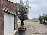 Olijfboom bonsai - olea europaea - 200 jaar oud - hoogte ca. 330 cm - afbeelding 3 van  8