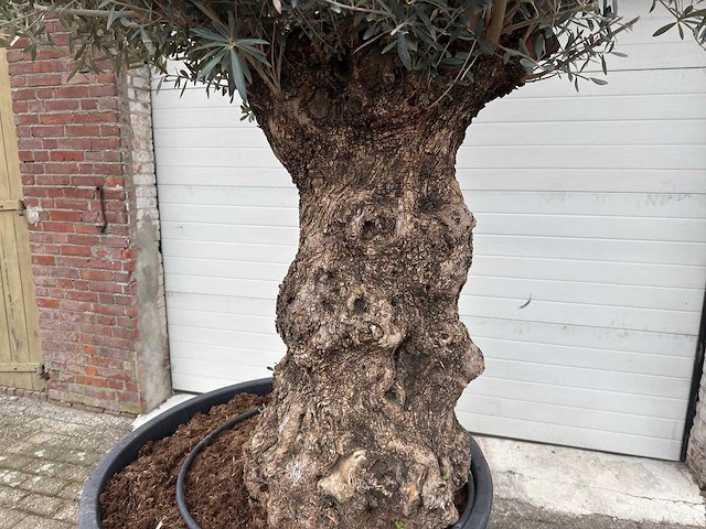 Olijfboom bonsai - olea europaea - 200 jaar oud - hoogte ca. 330 cm - afbeelding 4 van  8