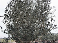 Olijfboom bonsai - olea europaea - 200 jaar oud - hoogte ca. 330 cm - afbeelding 5 van  8