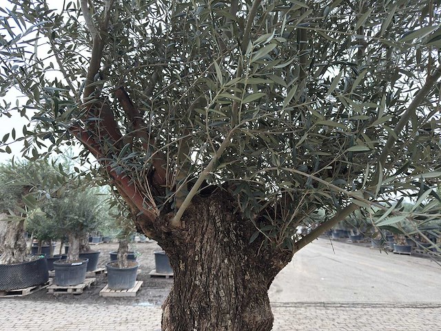 Olijfboom bonsai - olea europaea - 200 jaar oud - hoogte ca. 330 cm - afbeelding 6 van  8