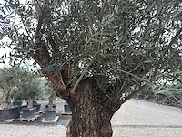 Olijfboom bonsai - olea europaea - 200 jaar oud - hoogte ca. 330 cm - afbeelding 6 van  8