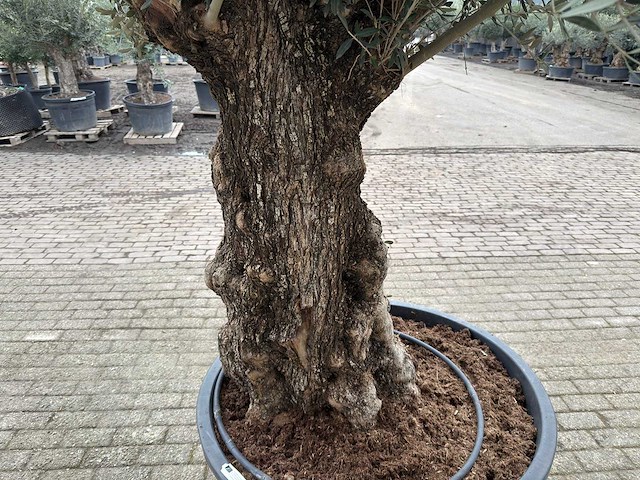 Olijfboom bonsai - olea europaea - 200 jaar oud - hoogte ca. 330 cm - afbeelding 7 van  8