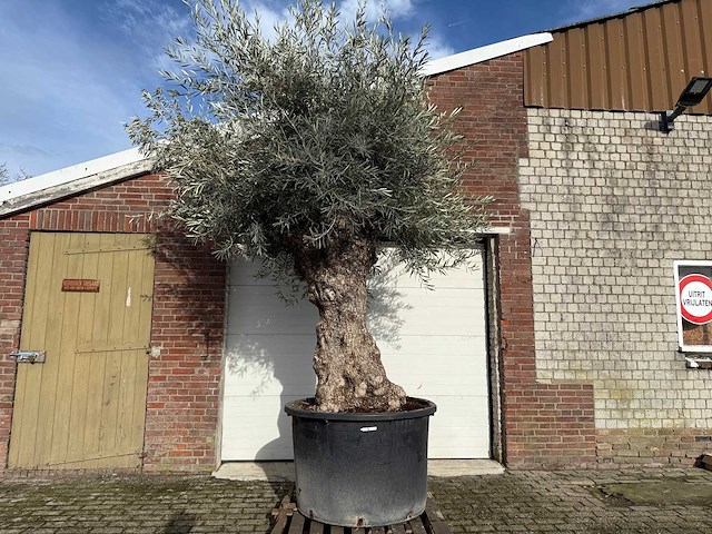 Olijfboom bonsai - olea europaea - 200 jaar oud - hoogte ca. 330 cm - afbeelding 5 van  6