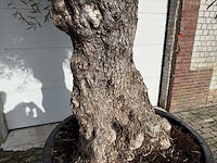 Olijfboom bonsai - olea europaea - 200 jaar oud - hoogte ca. 330 cm - afbeelding 1 van  6