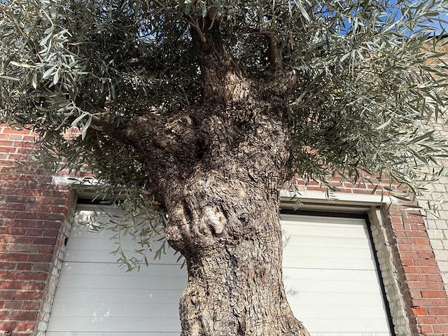 Olijfboom bonsai - olea europaea - 200 jaar oud - hoogte ca. 330 cm - afbeelding 2 van  6