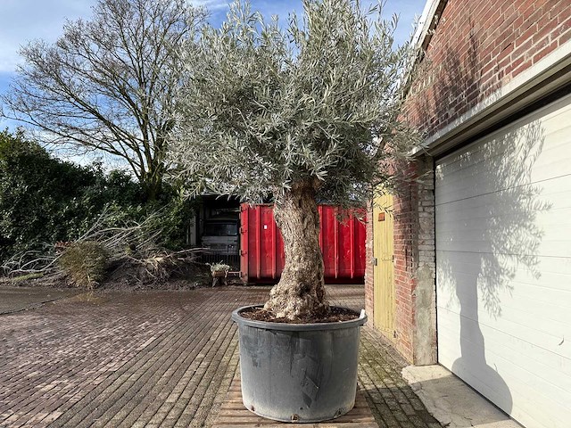 Olijfboom bonsai - olea europaea - 200 jaar oud - hoogte ca. 330 cm - afbeelding 6 van  6