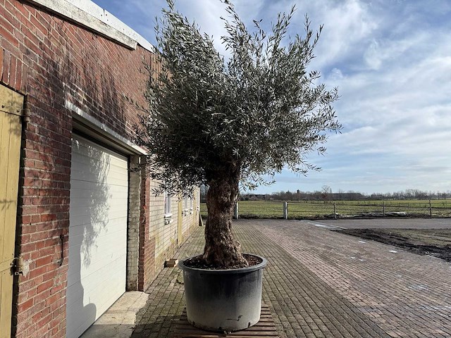 Olijfboom bonsai - olea europaea - 200 jaar oud - hoogte ca. 330 cm - afbeelding 3 van  6