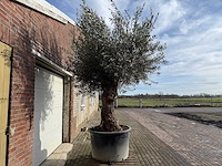 Olijfboom bonsai - olea europaea - 200 jaar oud - hoogte ca. 330 cm - afbeelding 3 van  6