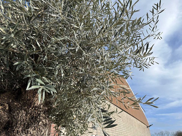 Olijfboom bonsai - olea europaea - 200 jaar oud - hoogte ca. 330 cm - afbeelding 4 van  6