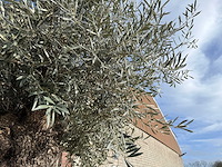 Olijfboom bonsai - olea europaea - 200 jaar oud - hoogte ca. 330 cm - afbeelding 4 van  6