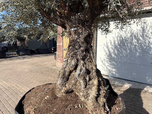 Olijfboom bonsai - olea europaea - 200 jaar oud - hoogte ca. 330 cm - afbeelding 2 van  11