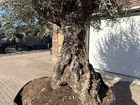 Olijfboom bonsai - olea europaea - 200 jaar oud - hoogte ca. 330 cm - afbeelding 2 van  11