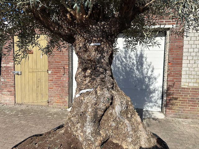 Olijfboom bonsai - olea europaea - 200 jaar oud - hoogte ca. 330 cm - afbeelding 3 van  11