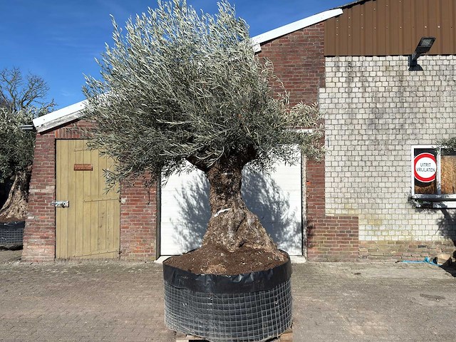 Olijfboom bonsai - olea europaea - 200 jaar oud - hoogte ca. 330 cm - afbeelding 1 van  11