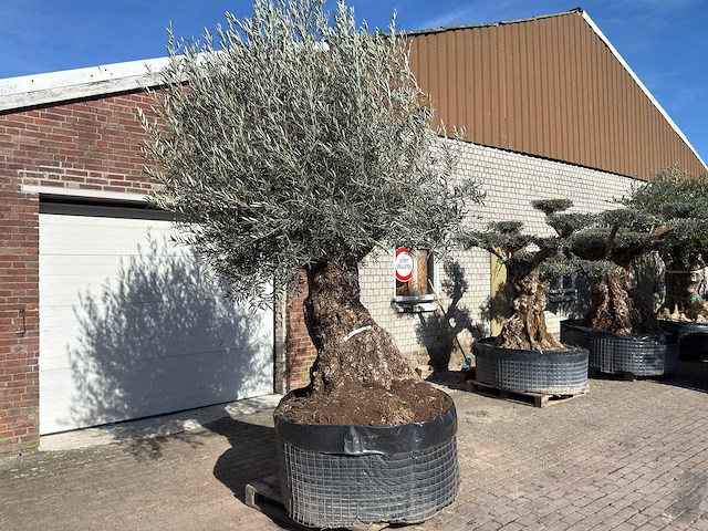Olijfboom bonsai - olea europaea - 200 jaar oud - hoogte ca. 330 cm - afbeelding 4 van  11