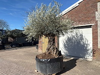 Olijfboom bonsai - olea europaea - 200 jaar oud - hoogte ca. 330 cm - afbeelding 5 van  11