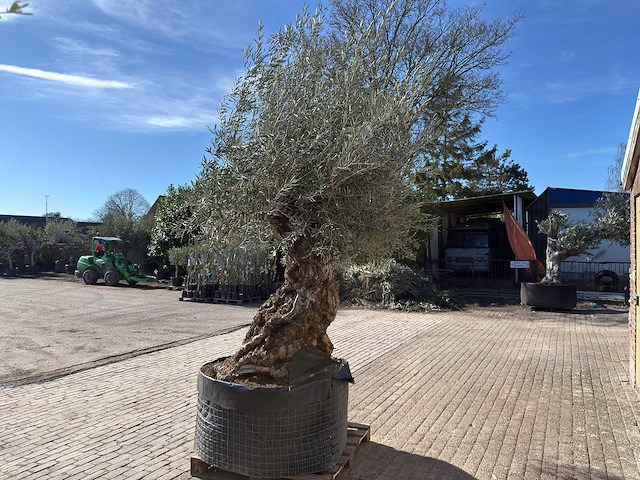 Olijfboom bonsai - olea europaea - 200 jaar oud - hoogte ca. 330 cm - afbeelding 6 van  11