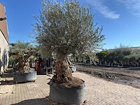 Olijfboom bonsai - olea europaea - 200 jaar oud - hoogte ca. 330 cm - afbeelding 7 van  11