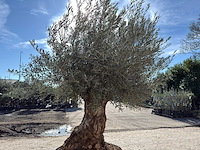 Olijfboom bonsai - olea europaea - 200 jaar oud - hoogte ca. 330 cm - afbeelding 8 van  11