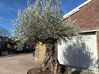 Olijfboom bonsai - olea europaea - 200 jaar oud - hoogte ca. 330 cm - afbeelding 9 van  11