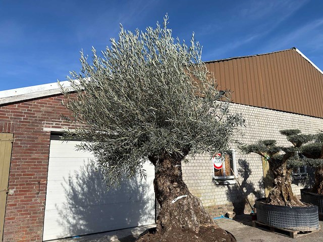 Olijfboom bonsai - olea europaea - 200 jaar oud - hoogte ca. 330 cm - afbeelding 10 van  11