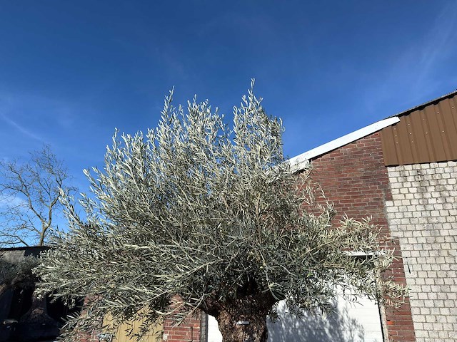 Olijfboom bonsai - olea europaea - 200 jaar oud - hoogte ca. 330 cm - afbeelding 11 van  11