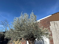 Olijfboom bonsai - olea europaea - 200 jaar oud - hoogte ca. 330 cm - afbeelding 11 van  11
