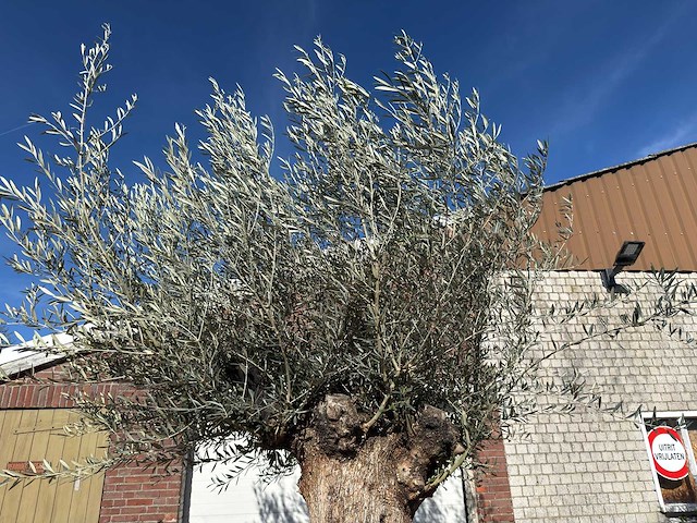Olijfboom bonsai - olea europaea - 200 jaar oud - hoogte ca. 330 cm - afbeelding 2 van  11