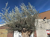 Olijfboom bonsai - olea europaea - 200 jaar oud - hoogte ca. 330 cm - afbeelding 2 van  11