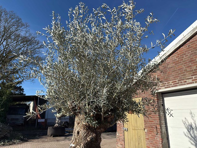 Olijfboom bonsai - olea europaea - 200 jaar oud - hoogte ca. 330 cm - afbeelding 3 van  11