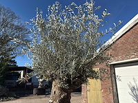 Olijfboom bonsai - olea europaea - 200 jaar oud - hoogte ca. 330 cm - afbeelding 3 van  11
