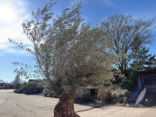 Olijfboom bonsai - olea europaea - 200 jaar oud - hoogte ca. 330 cm - afbeelding 4 van  11
