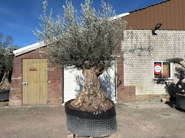 Olijfboom bonsai - olea europaea - 200 jaar oud - hoogte ca. 330 cm - afbeelding 1 van  11