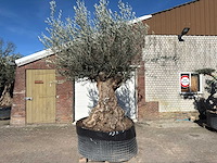 Olijfboom bonsai - olea europaea - 200 jaar oud - hoogte ca. 330 cm - afbeelding 1 van  11