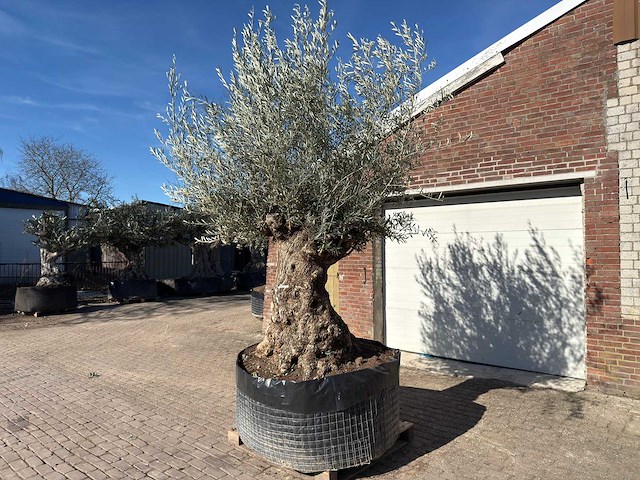 Olijfboom bonsai - olea europaea - 200 jaar oud - hoogte ca. 330 cm - afbeelding 5 van  11