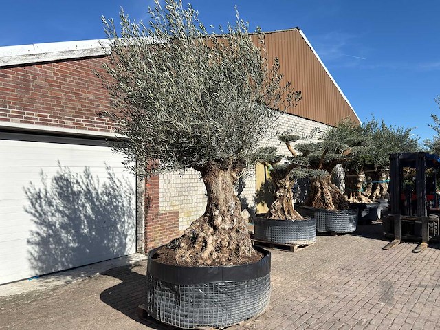 Olijfboom bonsai - olea europaea - 200 jaar oud - hoogte ca. 330 cm - afbeelding 6 van  11
