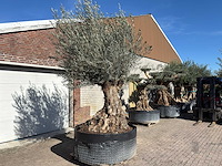 Olijfboom bonsai - olea europaea - 200 jaar oud - hoogte ca. 330 cm - afbeelding 6 van  11